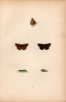 Dingy Skipper Hand Coloured Antique Butterfly Plate Rev Morris-188.
