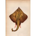 Skate 1869 Antique Johnathan Couch Coloured Engraving.