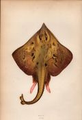 Skate 1869 Antique Johnathan Couch Coloured Engraving.