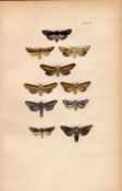 Rev Morris British Moths 1896 Antique Hand-Coloured Lithograph -7.