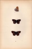 Scotch Argus Hand Coloured Antique Butterfly Plate Rev Morris-65.