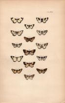 Rev Morris British Moths 1896 Antique Hand-Coloured Lithograph -14.