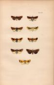 Rev Morris British Moths 1896 Antique Hand-Coloured Lithograph -18