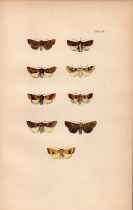 Rev Morris British Moths 1896 Antique Hand-Coloured Lithograph -18