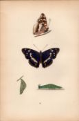 Purple Emperor Hand Coloured Antique Butterfly Plate Rev Morris-101.