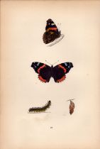 Red Admiral Hand Coloured Antique Butterfly Plate Rev Morris-77.