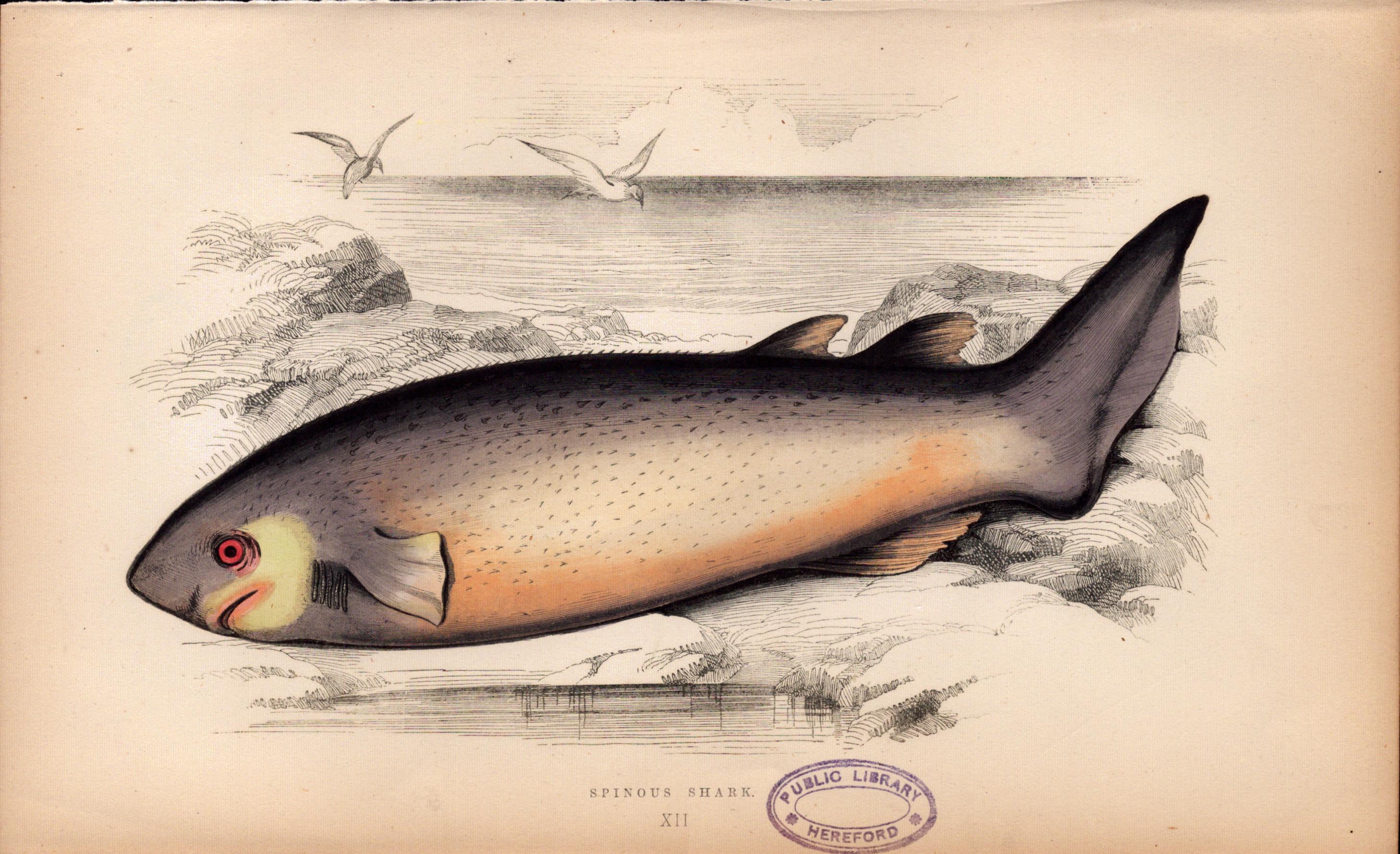 Spinous Shark 1869 Antique Johnathan Couch Coloured Engraving.