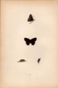 White-W Hairstreak Hand Coloured Antique Butterfly Plate Rev Morris-109.