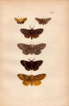 Rev Morris British Moths 1896 Antique Hand-Coloured Lithograph -23.