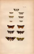 Rev Morris British Moths 1896 Antique Hand-Coloured Lithograph -6.