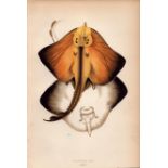 Bordered Ray 1869 Antique Johnathan Couch Coloured Engraving.