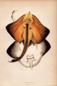 Bordered Ray 1869 Antique Johnathan Couch Coloured Engraving.