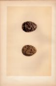 Red Grouse Antique Engraving Rev Morris Nests & Eggs-125.