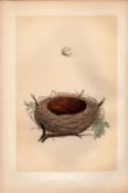 Lesser Whitethroat Antique Engraving Rev Morris Nests & Eggs-93.