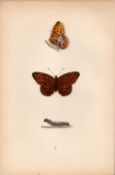 High Brown Fritillary Hand Coloured Antique Butterfly Plate Rev Morris-133.