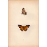 Scarce Painted Lady Coloured Antique Butterfly Plate Rev Morris-99.