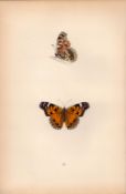 Scarce Painted Lady Coloured Antique Butterfly Plate Rev Morris-99.