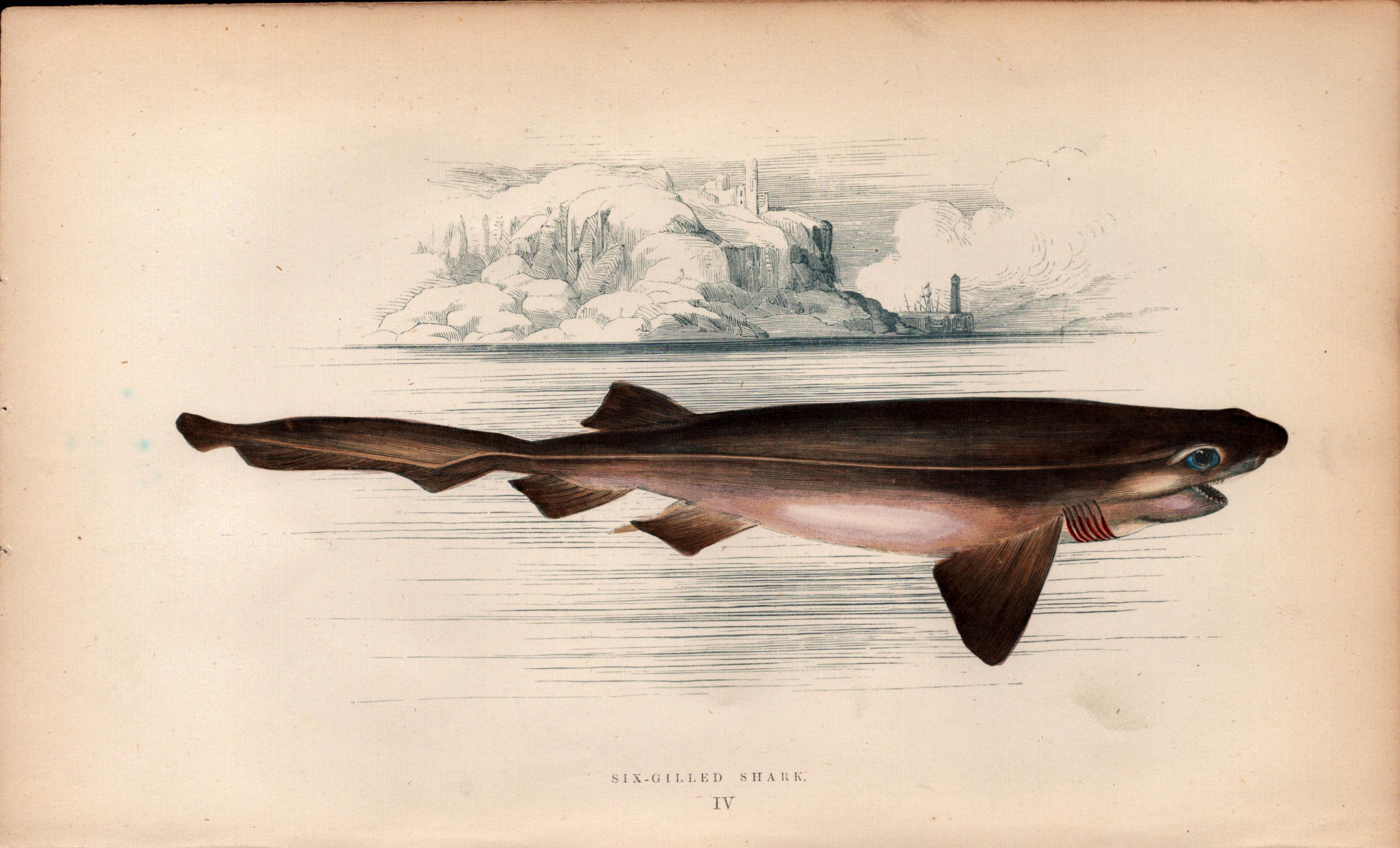 Six-Gilled Shark Antique 1869 Johnathan Couch Coloured Engraving.