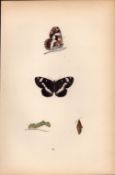 White Admiral Hand Coloured Antique Butterfly Plate Rev Morris-74.