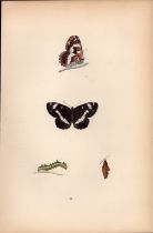 White Admiral Hand Coloured Antique Butterfly Plate Rev Morris-74.