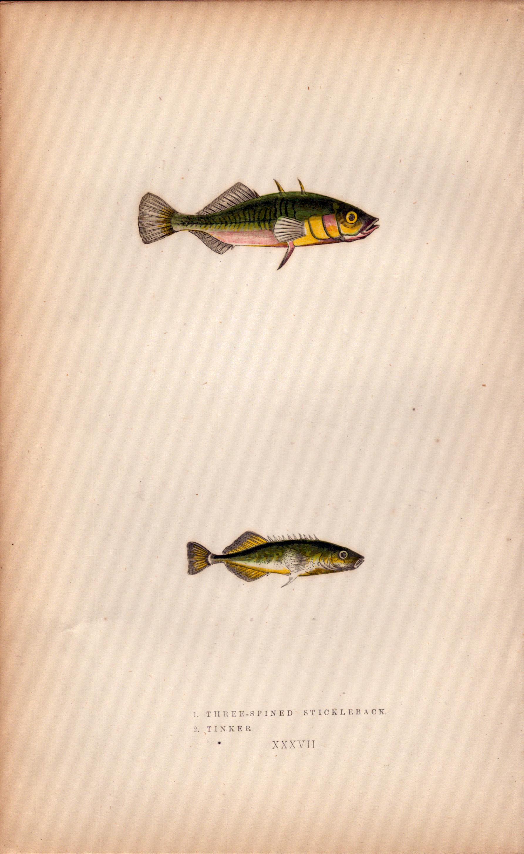 Three-Spined Stickleback 1869 Antique Johnathan Couch Engraving.