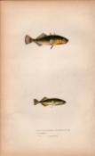 Three-Spined Stickleback 1869 Antique Johnathan Couch Engraving.