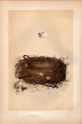 Orphean Warbler Antique Engraving Rev Morris Nests & Eggs-87.