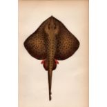 Spotted Ray 1869 Antique Johnathan Couch Coloured Engraving.