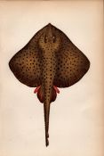 Spotted Ray 1869 Antique Johnathan Couch Coloured Engraving.