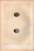 Fieldfare Antique Coloured Engraving Rev Morris Nests & Eggs-39.