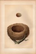 Redwing Antique Coloured Engraving Rev Morris Nests & Eggs-41.