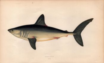 Porbeagle Shark 1869 Antique Johnathan Couch Coloured Engraving.