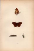 Queen of Spain Fritillary Coloured Antique Butterfly Plate Rev Morris-140.