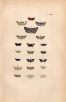 Rev Morris British Moths 1896 Antique Hand-Coloured Lithograph -11