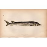 Common Sturgeon 1869 Antique Johnathan Couch Coloured Engraving.
