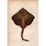 Thornback Ray 1869 Antique Johnathan Couch Coloured Engraving.