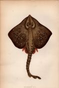 Thornback Ray 1869 Antique Johnathan Couch Coloured Engraving.