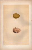 Patridge Antique Coloured Engraving Rev Morris Nests & Eggs-129.