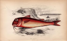 Red Mullet 1869 Antique Johnathan Couch Coloured Engraving.