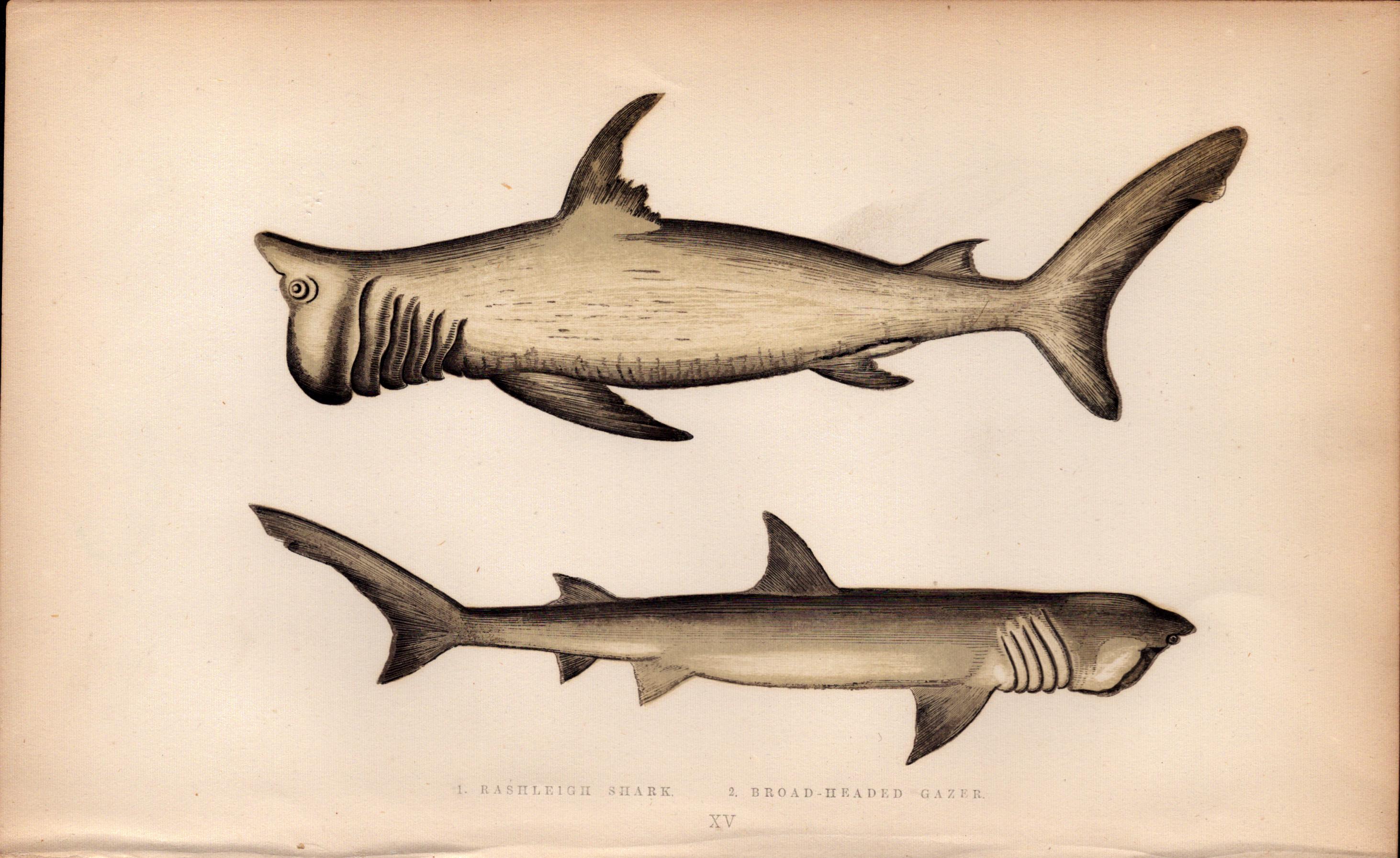 Broad Headed Gazer Shark 1869 Antique Johnathan Couch Coloured Engraving.