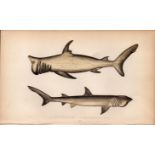 Broad Headed Gazer Shark 1869 Antique Johnathan Couch Coloured Engraving.