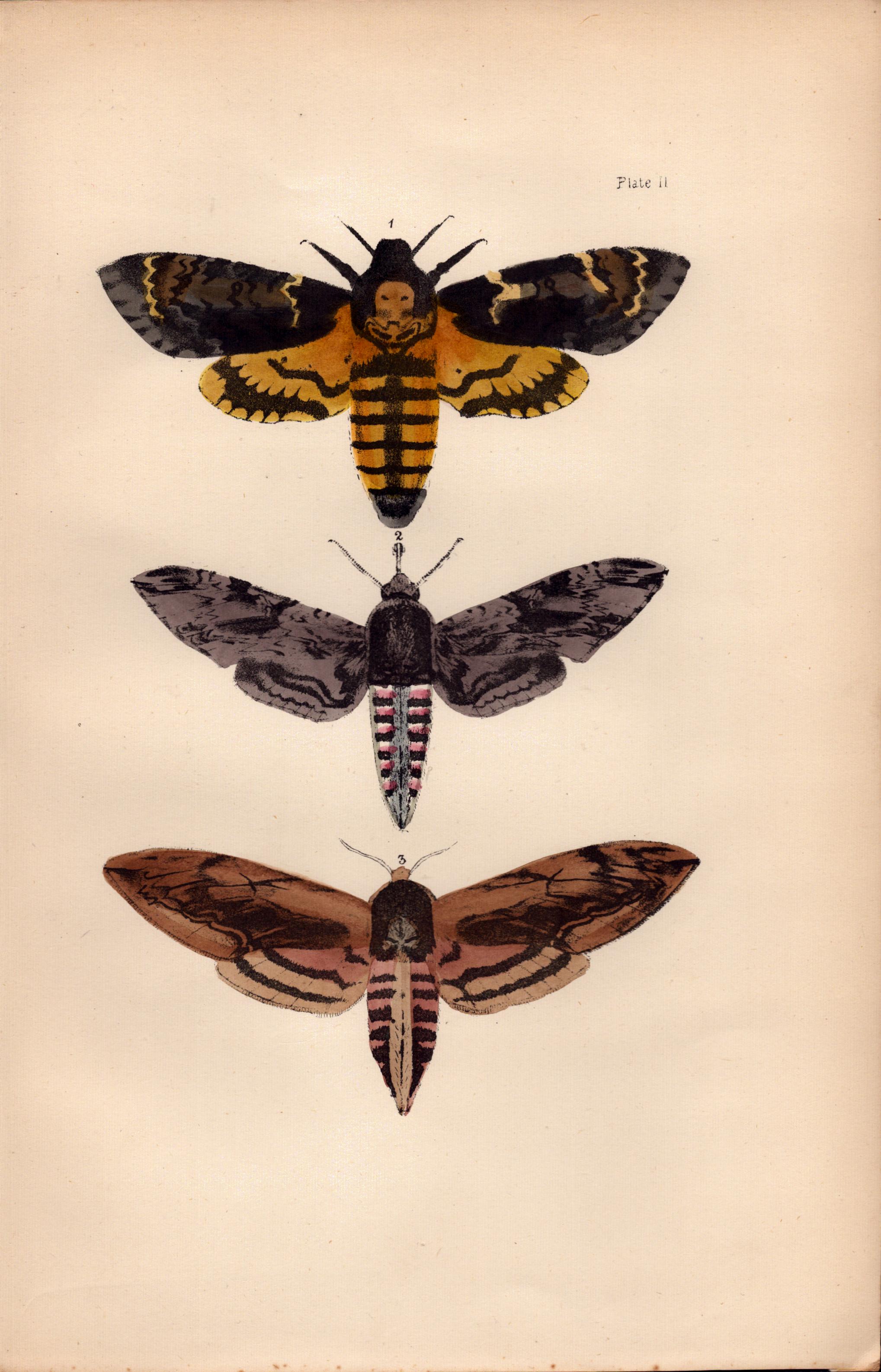 Rev Morris British Moths 1896 Antique Hand-Coloured Lithograph -2