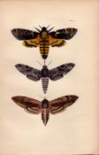 Rev Morris British Moths 1896 Antique Hand-Coloured Lithograph -2