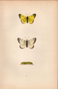 Pale Clouded Yellow Coloured Antique Butterfly Plate Rev Morris-16.