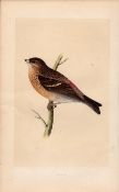 Twite Rev Morris Antique History of British Birds Engraving.