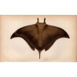 Ox Ray 1869 Antique Johnathan Couch Coloured Engraving.