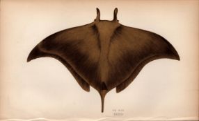 Ox Ray 1869 Antique Johnathan Couch Coloured Engraving.