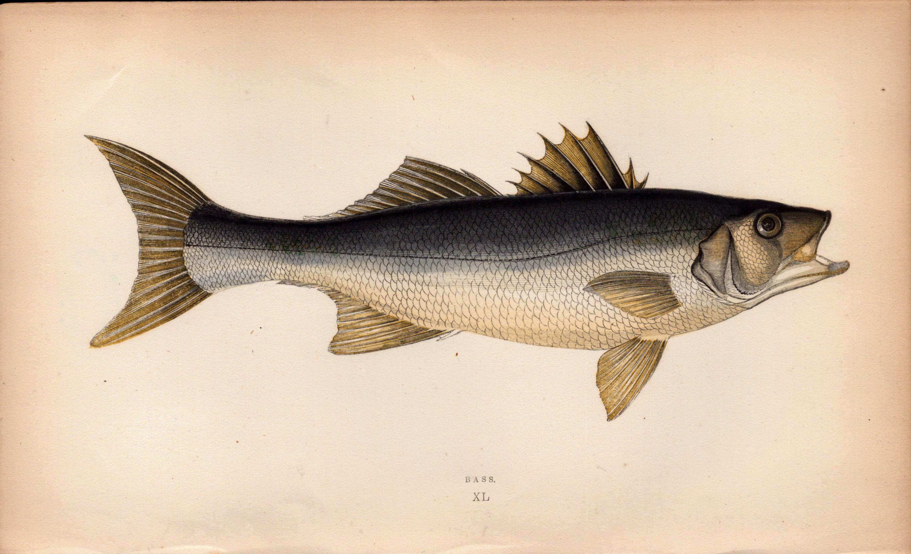 Bass 1869 Antique Johnathan Couch Coloured Engraving.
