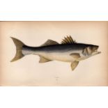 Bass 1869 Antique Johnathan Couch Coloured Engraving.