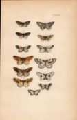 Rev Morris British Moths 1896 Antique Hand-Coloured Lithograph -27.